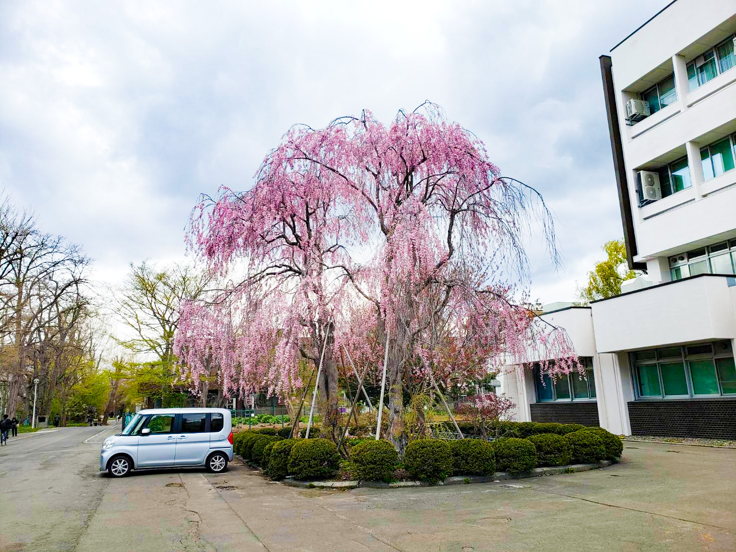 H大　庭園管理例（しだれ桜ほか）